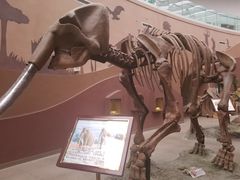 -陕西自然博物馆