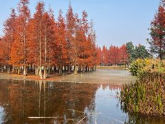 -白鹭湾湿地公园