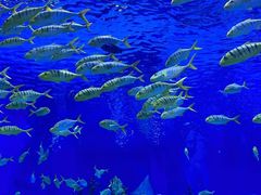 -上海海昌海洋公园