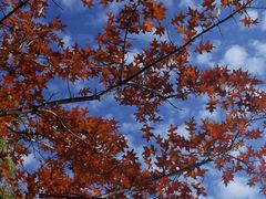 -昆山城市生态森林公园