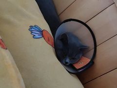 -福州肆爪动物医院