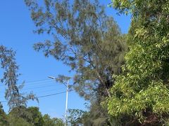 -广东惠东海龟国家级自然保护区