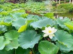 -厦门园林博览苑
