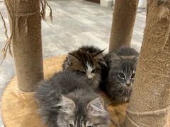 -楼上猫咖(罗湖店)