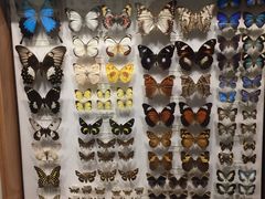 -墨尔本博物馆(Melbourne Museum)