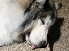 -more than meow吴止猫主题餐厅(承德 中船汇店)