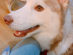 -Husky Go! 哈士奇体验馆·宠物咖啡厅狗咖