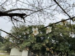 -荔枝公园(福田区)