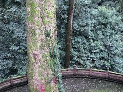 -凤栖山