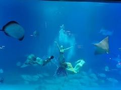 -烟台海昌鲸鲨海洋公园