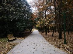 -上海共青森林公园