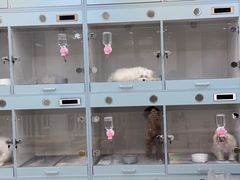 -萌宠之家·腊肠犬·马尔泰·小体犬舍