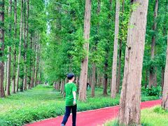 -黄海国家森林公园