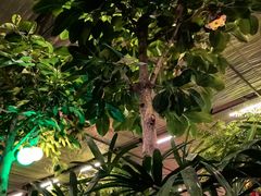 -南宫五洲植物乐园