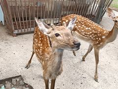 -常州淹城野生动物世界