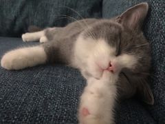 -猫大福·Fortune Cat猫舍(百子湾店)