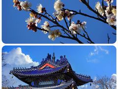 -梅花山(明孝陵内)