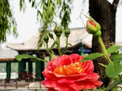 -莲花池公园
