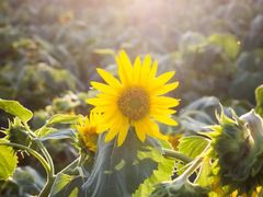 -曲江薰衣草庄园