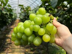 -马陆小张葡萄园农家乐