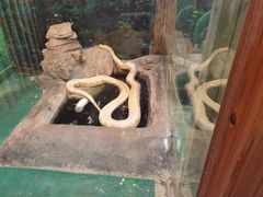 -上海大自然野生昆虫馆(东方明珠·爬宠昆虫探索中心)