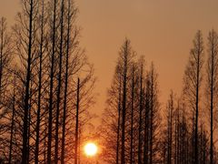 -上海长兴岛郊野公园