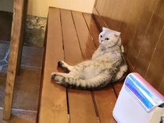 -李小姐の猫咖啡馆(五角场店)