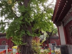 -青龙山风景区