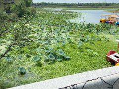 -上海海湾国家森林公园