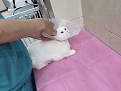 -北京观赏动物医院·24小时大型综合·猫专科·异宠专科