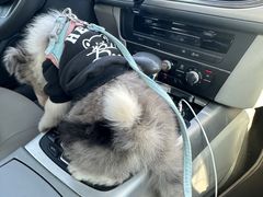 -翊宠yipet猫狗购宠庄园犬舍•猫舍