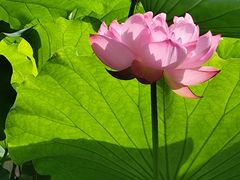 -陈家山荷花公园