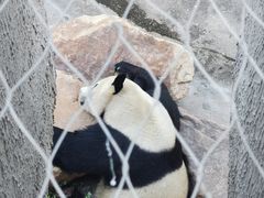 -沈阳森林动物园