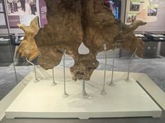 -北京周口店北京人遗址博物馆