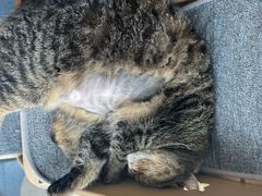 -伟伟宠物医院·瑞派猫友好医院·猫科(光谷店)