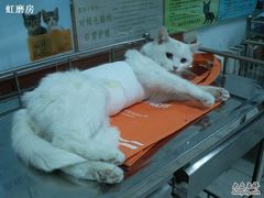 -纳吉亚猫专科动物诊疗中心(蒋宅口分院)