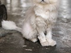 -喵屿·大理花园猫咖