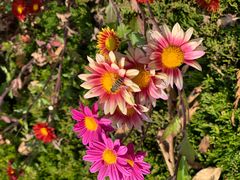 -羊亭河湿地公园