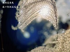 -花开海上生态园