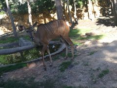 -清迈夜间动物园