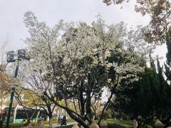 -苏州文庙(姑苏区)