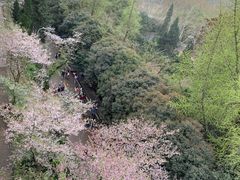 -武汉大学-樱园