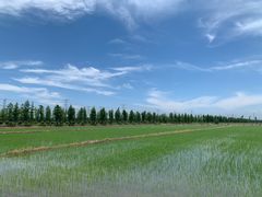 -上海佘山国家森林公园天马山园