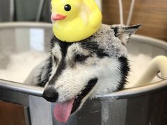 -PETKIT小佩宠物(古北店)