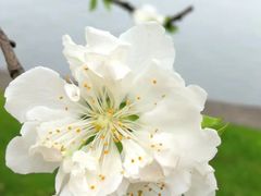 -南国桃园旅游度假区