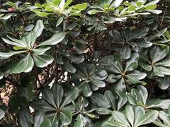-汉拿树木园