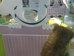 -龟与熊猫宠物公园(南坪店)