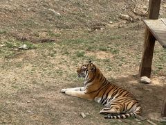 -石家庄市动物园