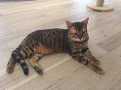 -CAT’S MEWSTAR CAFE·喵星球猫屋(晴湾咖啡店)