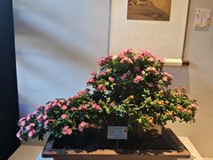 -苏州老字号·苏面斋·秃黄油·三虾面苏式面馆